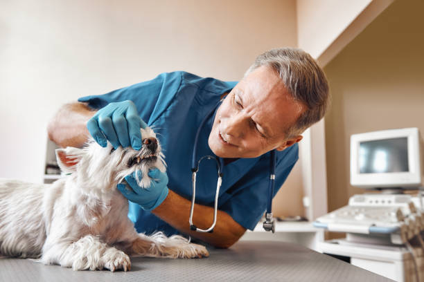 Best Emergency Denture Repair in Goodview, MN
